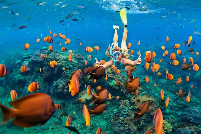 Snorkling & Diving