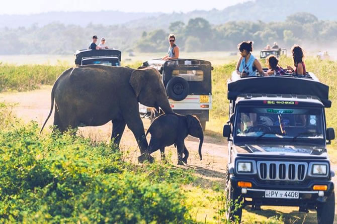 Wild life safari
