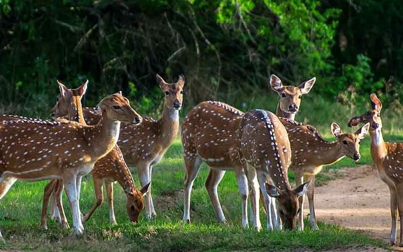 Yala-Deer